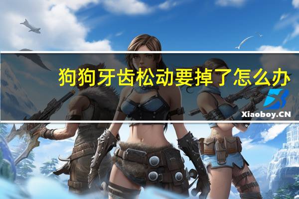 狗狗牙齿松动要掉了怎么办