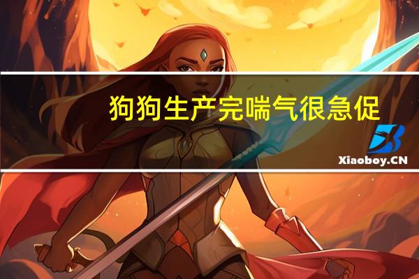 狗狗生产完喘气很急促