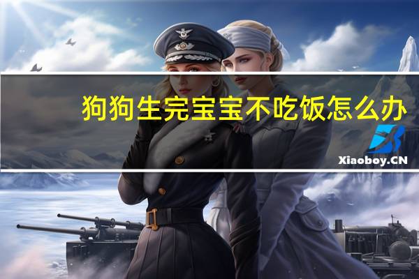 狗狗生完宝宝不吃饭怎么办