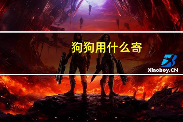 狗狗用什么寄