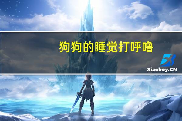 狗狗的睡觉打呼噜