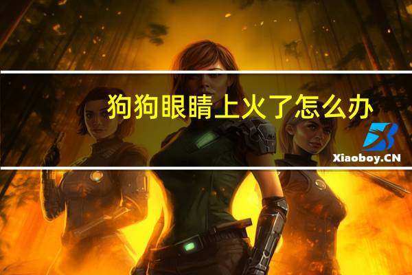 狗狗眼睛上火了怎么办