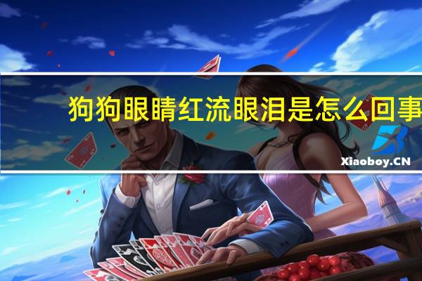 狗狗眼睛红流眼泪是怎么回事
