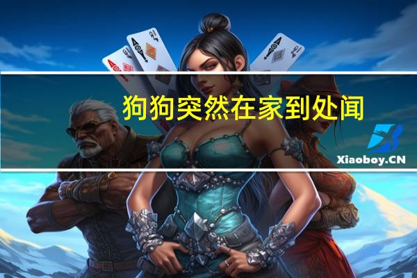 狗狗突然在家到处闻