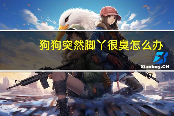 狗狗突然脚丫很臭怎么办
