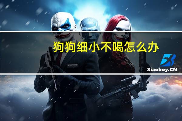 狗狗细小不喝怎么办