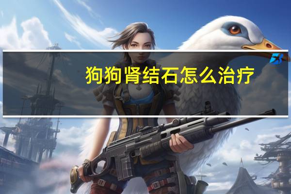 狗狗肾结石怎么治疗