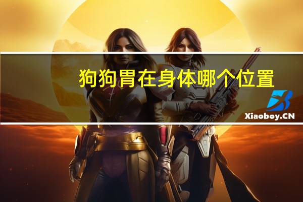 狗狗胃在身体哪个位置