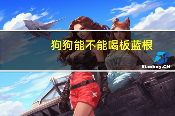 狗狗能不能喝板蓝根