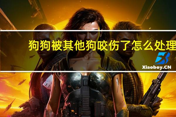 狗狗被其他狗咬伤了怎么处理