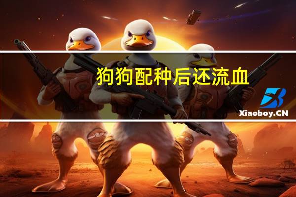 狗狗配种后还流血
