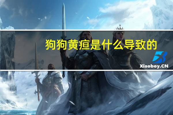 狗狗黄疸是什么导致的