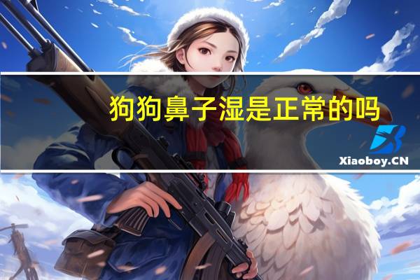 狗狗鼻子湿是正常的吗
