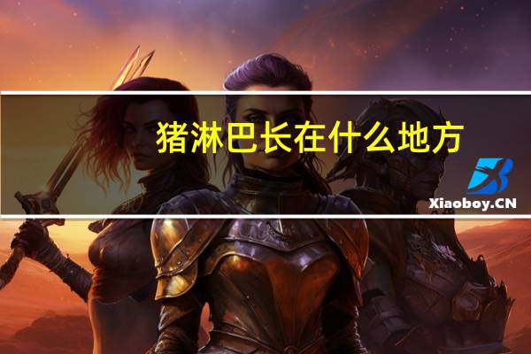 猪淋巴长在什么地方