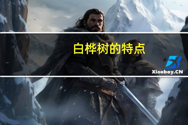 白桦树的特点