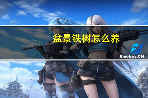 盆景铁树怎么养