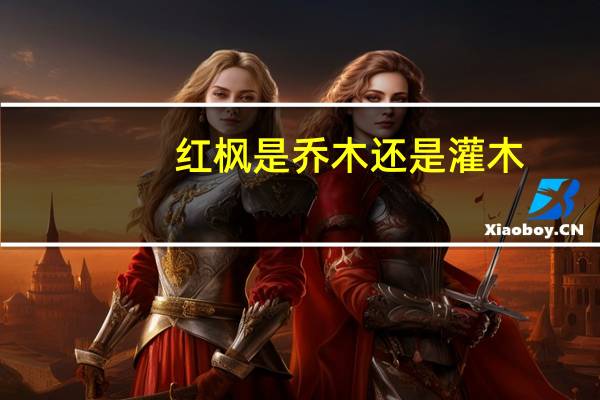 红枫是乔木还是灌木