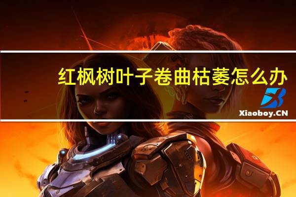 红枫树叶子卷曲枯萎怎么办