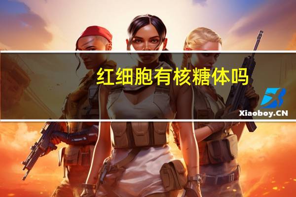 红细胞有核糖体吗