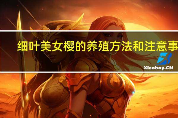 细叶美女樱的养殖方法和注意事项
