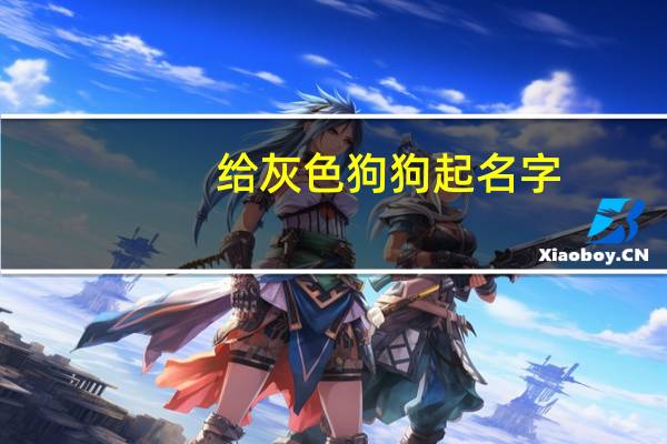给灰色狗狗起名字