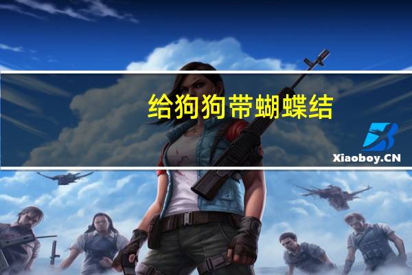 给狗狗带蝴蝶结