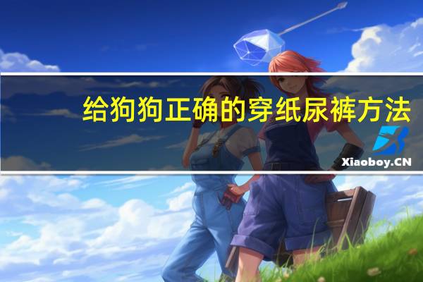 给狗狗正确的穿纸尿裤方法