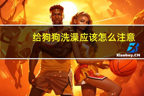 给狗狗洗澡应该怎么注意