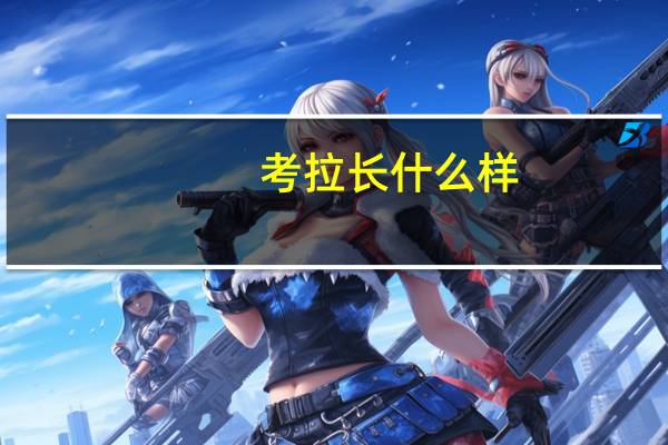 考拉长什么样
