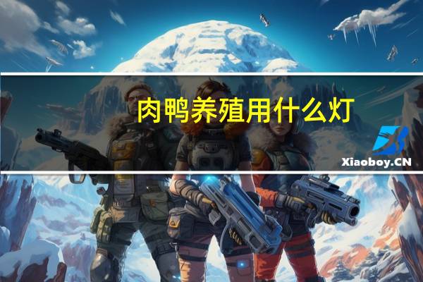 肉鸭养殖用什么灯