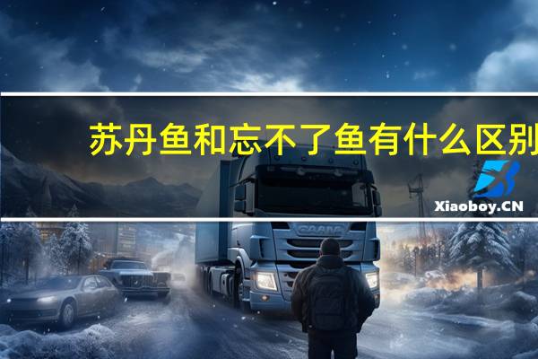 苏丹鱼和忘不了鱼有什么区别