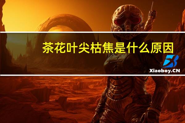 茶花叶尖枯焦是什么原因