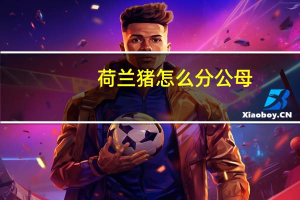 荷兰猪怎么分公母