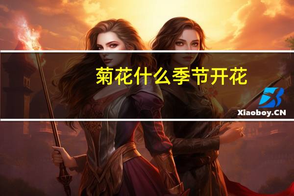 菊花什么季节开花