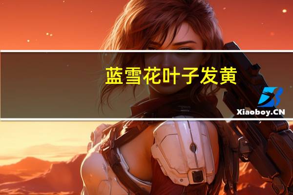 蓝雪花叶子发黄