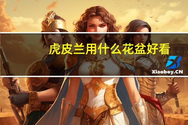 虎皮兰用什么花盆好看