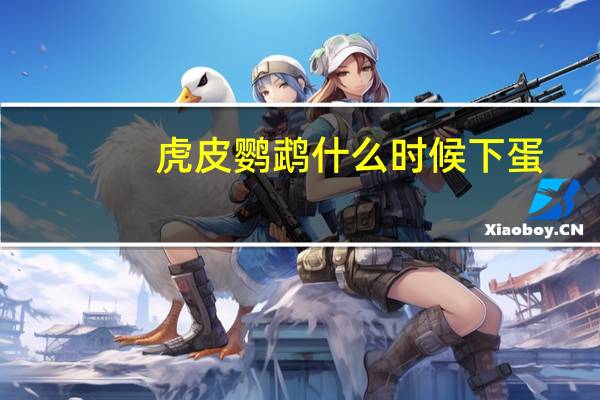 虎皮鹦鹉什么时候下蛋