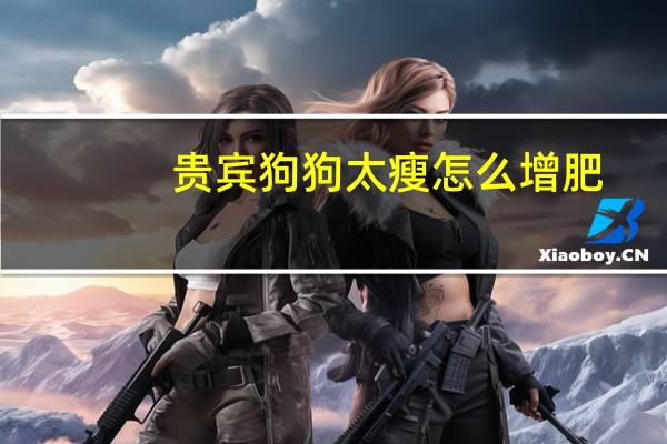 贵宾狗狗太瘦怎么增肥