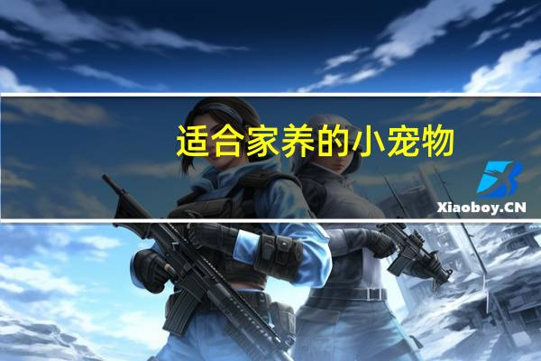 适合家养的小宠物