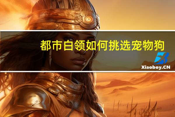 都市白领如何挑选宠物狗