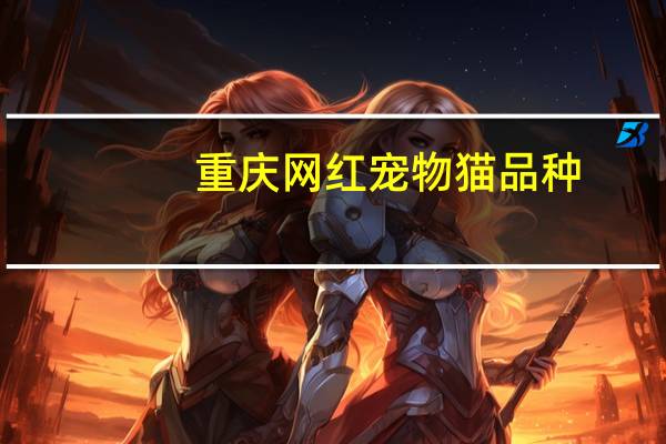 重庆网红宠物猫品种