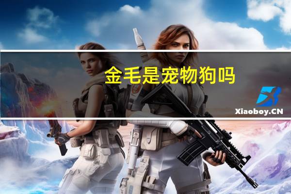 金毛是宠物狗吗