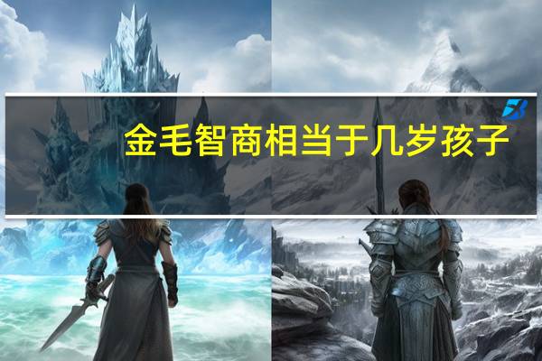 金毛智商相当于几岁孩子