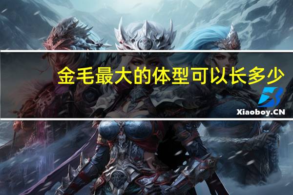 金毛最大的体型可以长多少
