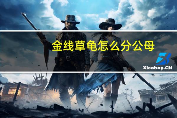 金线草龟怎么分公母