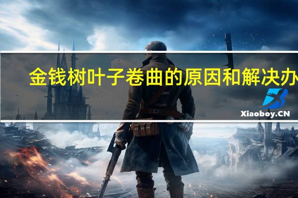 金钱树叶子卷曲的原因和解决办法
