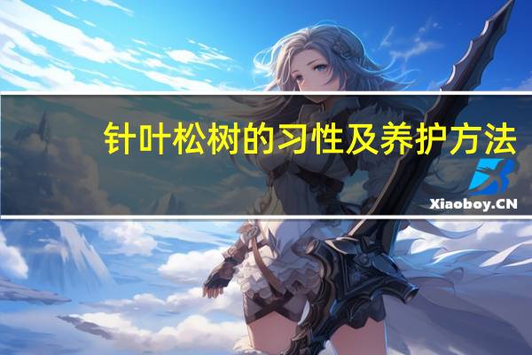 针叶松树的习性及养护方法