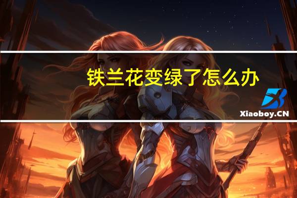 铁兰花变绿了怎么办