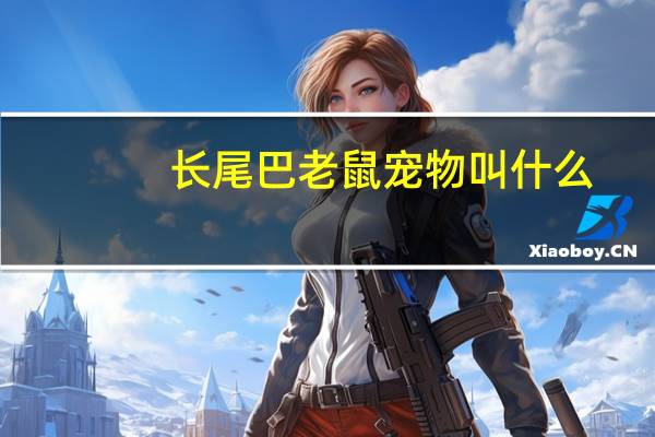 长尾巴老鼠宠物叫什么