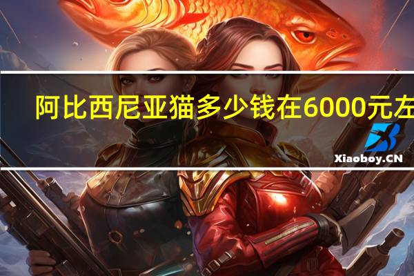 阿比西尼亚猫多少钱在6000元左右